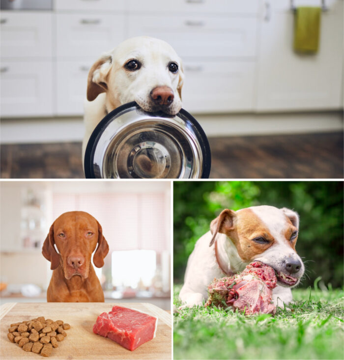 Carnivore for Dogs: A Dog’s Nutritional Reboot